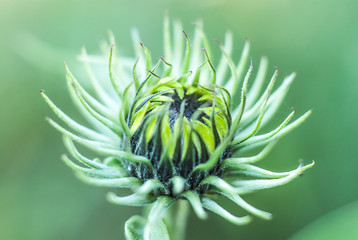 close up of a flower