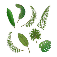 Set of tropical plants isolated on white background. Flat vector flora: banana leaf, palm leaf, monstera leaf.