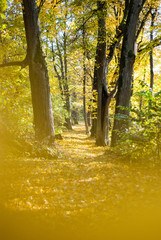 autumn in the forest
