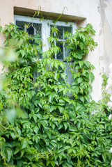 the window will be overgrown with creepers