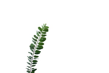 Tropical plant with leaves branches on white isolated background for green foliage backdrop and copy space 