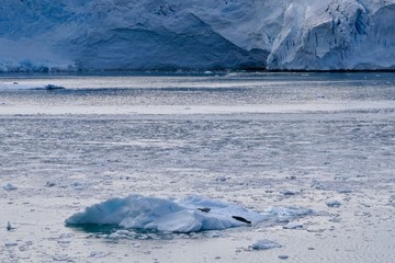Ice floe with seals before glacier front in antarctic sea, Antarctica, Stonington Island