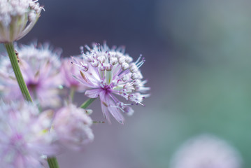 purple thistle flower