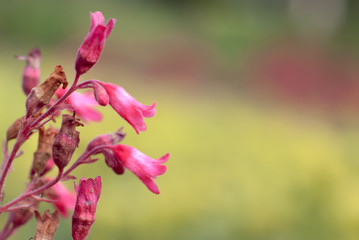pink magnolia blossom
