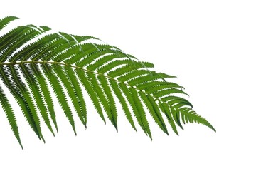 Blurred a group of sweet pink roses blossom with droplets and corollas on white isolated background,softly style