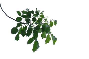 Tropical tree with leaves branches on white isolated background for green foliage backdrop and copy space 