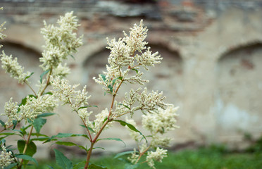 blooming tree in spring