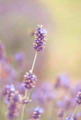 lavender flowers in the garden
