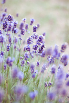 lavender field in provence © Rima