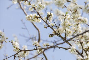 blooming tree