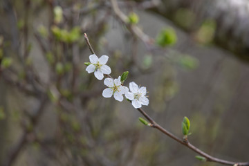 white flowers in spring