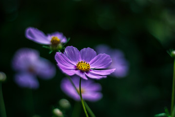 purple flower