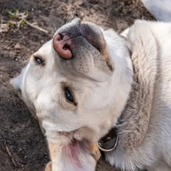 White lazy dog looking at camera