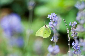 butterfly on lavender