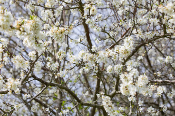 blooming  tree
