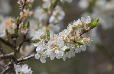 blossom in spring