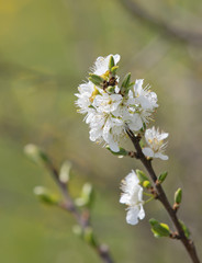  tree flowers
