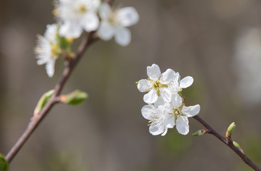 tree flowers