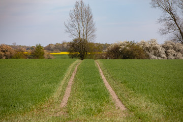 path in the field