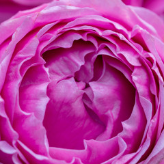close-up of pink roses