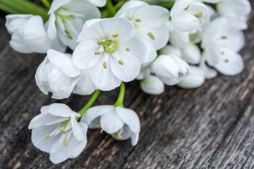 beautiful allium flower close-up on an old wooden table