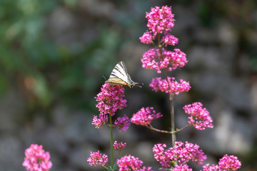 Iphiclides feisthamelii a beautiful butterfly