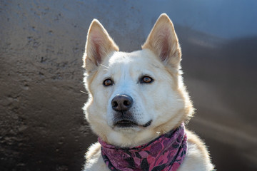 portrait of a nordic dog with steel background