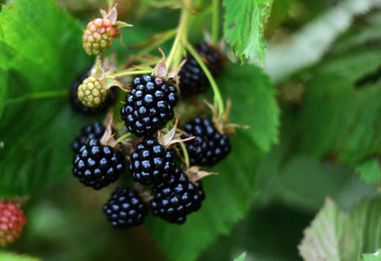 Blackberries on a green branch. Ripe blackberries. Delicious black berry growing on the bushes. Berry fruit drink. Juicy berry on a branch.