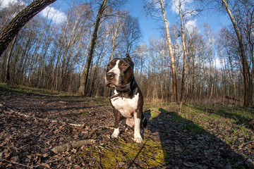 Beautiful and cute dog sits in a clearing in the forest