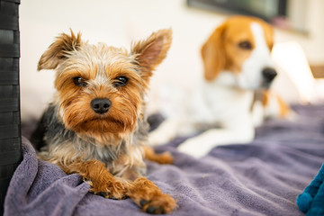 Adorable yorkshire terrier on the garden sofa with beagle dog in background.
