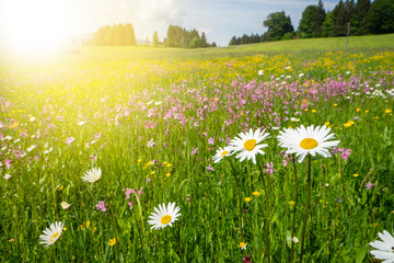 panoramic meadow with flowers and sunbeam at springtime