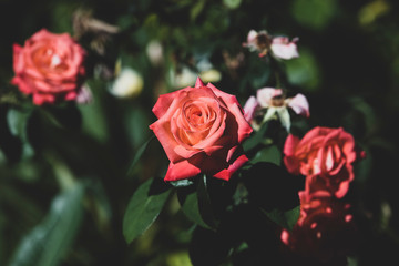 Rosas de Otroño