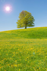 single big beech tree in meadow and sunbeams