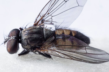 FLY MACRO PHOTOGRAPHY