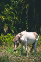 White horse eats grass on the lawn on a background of palm trees