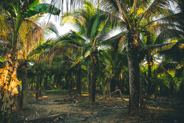 Abandoned palm trees in Thailand.
