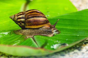 Snail creeping on a green leaf, close-up