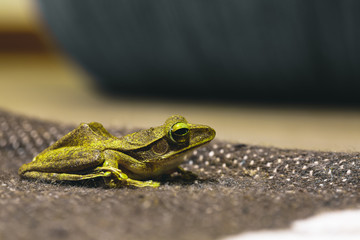 Green frog sitting on a carpet, close-up
