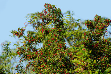 Fototapeta na wymiar Ein wilder Weißdornstrach mit vielen roten Beeren.