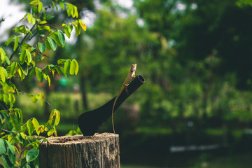 Lizard sitting on a tree next to a big knife