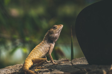 Lizard sitting on a tree next to a big knife