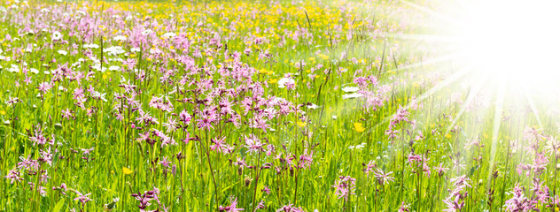 Fototapeta premium panoramic meadow with spring flowers and sunbeams