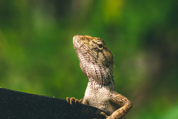 Lizard sitting on a tree next to a big knife