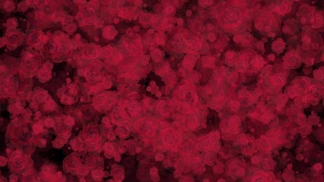 Red Roses Aster Flowers Seamless Loop Flowery Motion Background