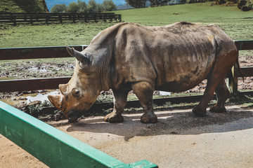 captive rhinoceros