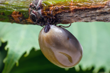 Swollen mite from blood, a dangerous parasite and carrier of infection sits on a branch