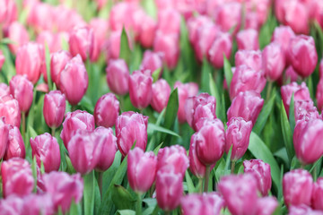 Beautiful tulip flowers with blured background in the garden. Pink tulip flowers.