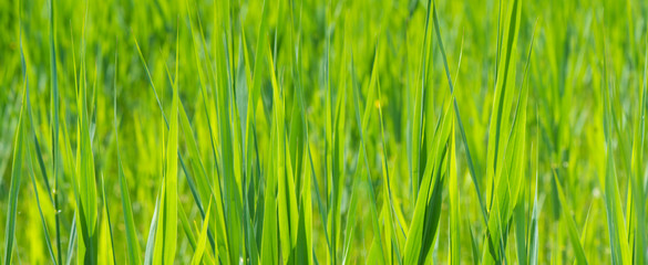backround for copyspace with close-up of green grass