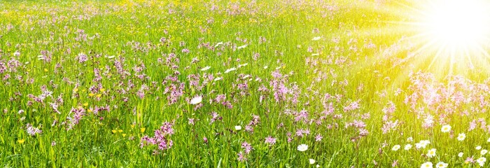 panoramic meadow with spring flowers and sunbeams
