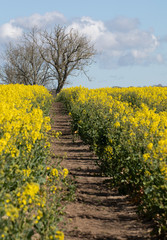 yellow flowers in the field
